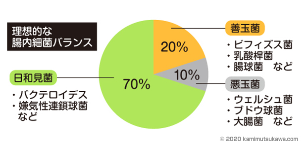 細菌バランス