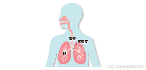 C肺のイラスト 横浜弘明寺呼吸器内科クリニック健康情報局