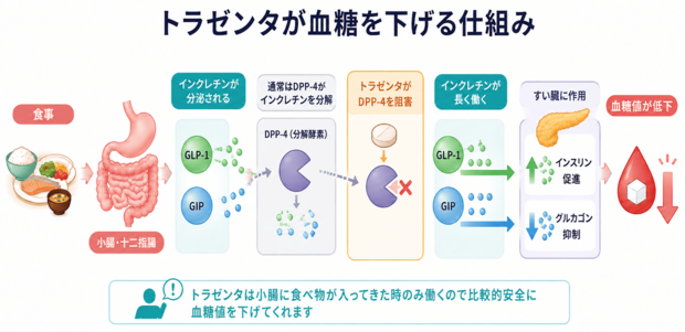 トラゼンタが結党を下げる仕組みについてまとめた図解