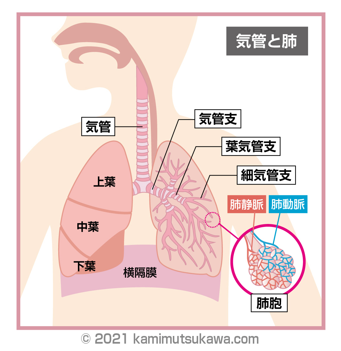 気管と肺